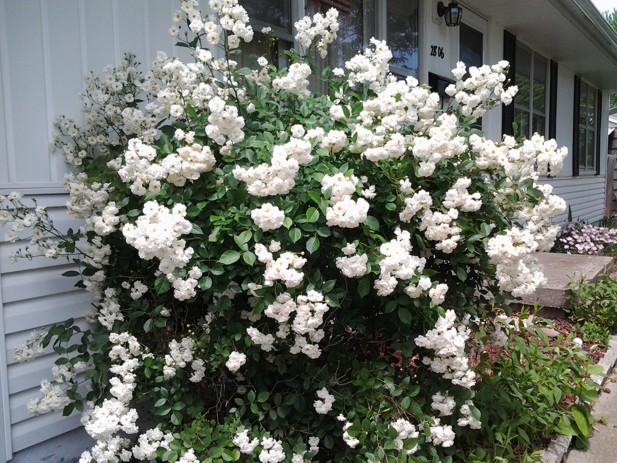 51 grandmother white roses