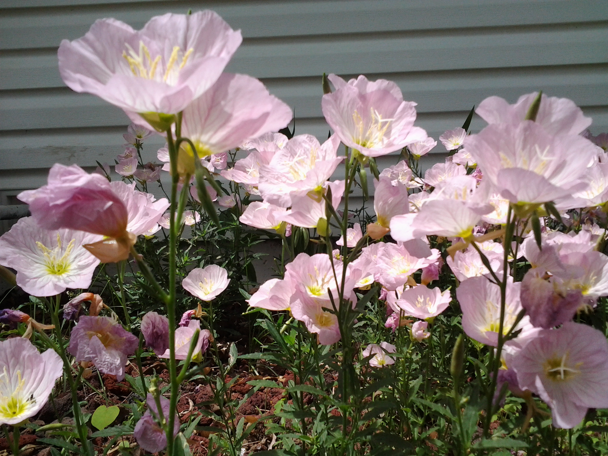 52 Missouri primrose