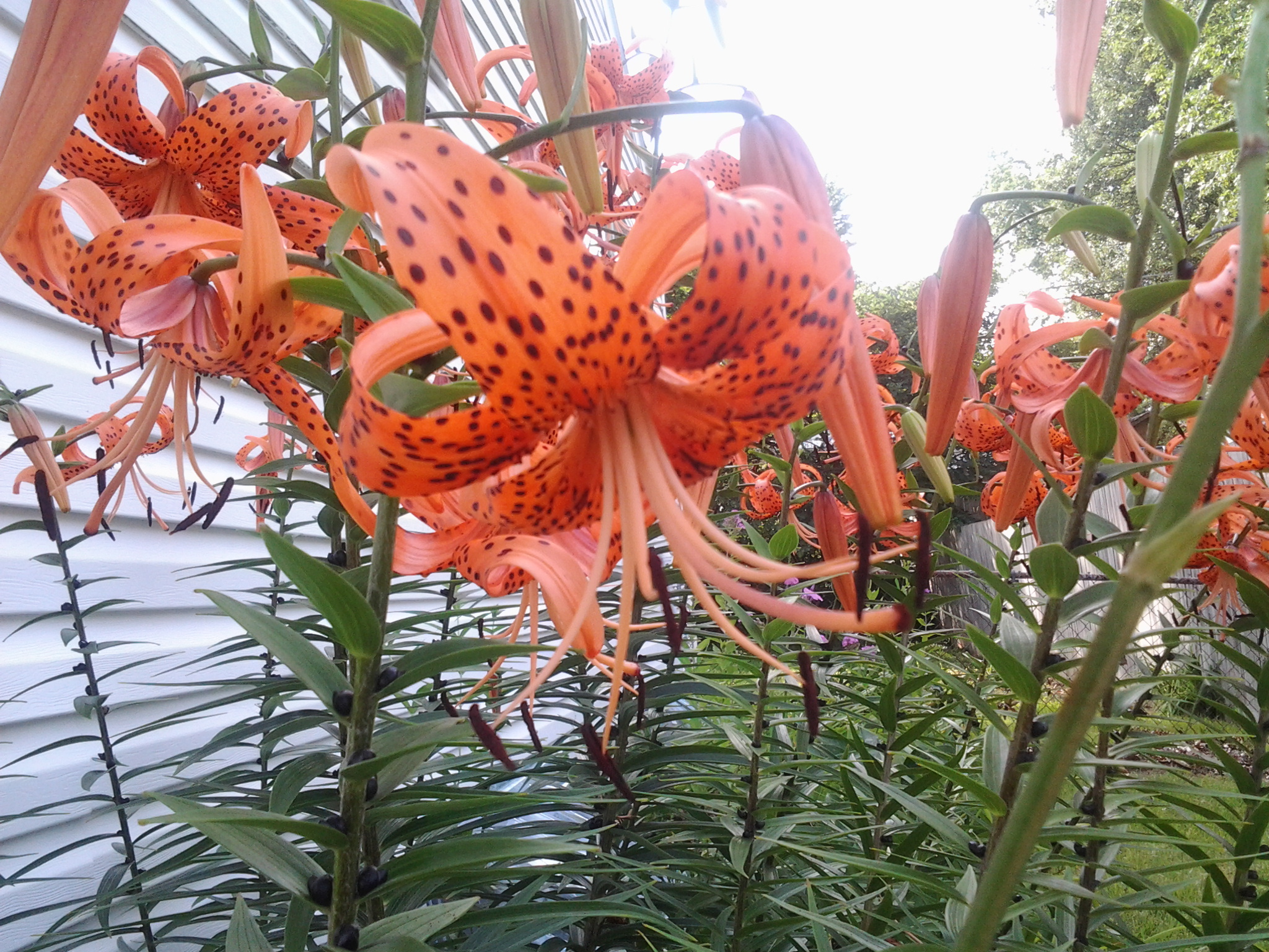 53 tiger lilies