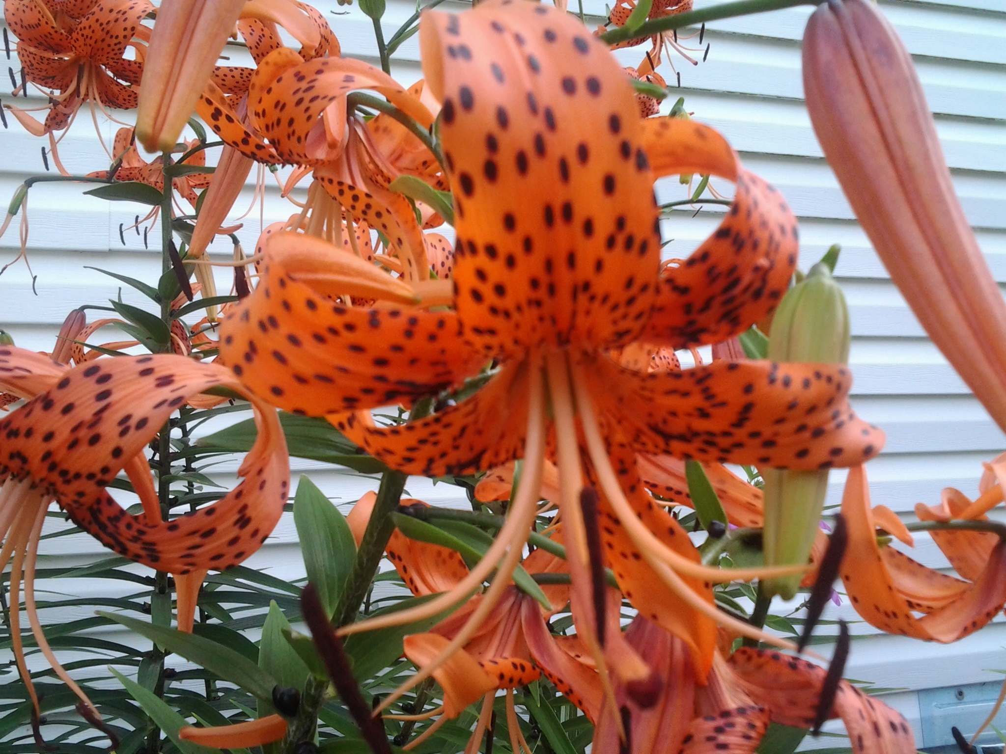 54 tiger lilies